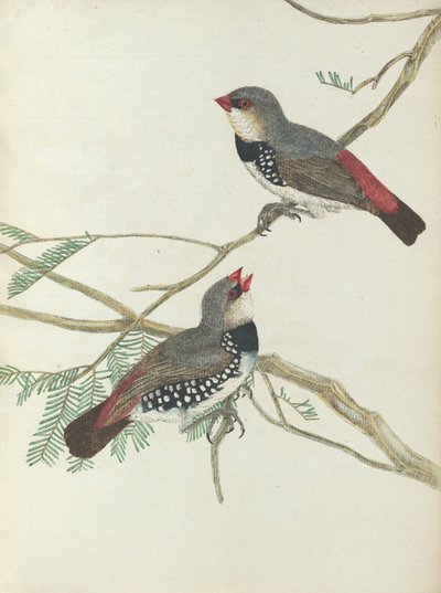 Spotted Grossbeak by John William Lewin